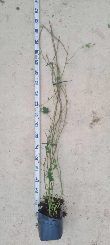 sadnice kupine long cane