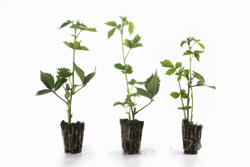 sadnice kupine chester i loh ness