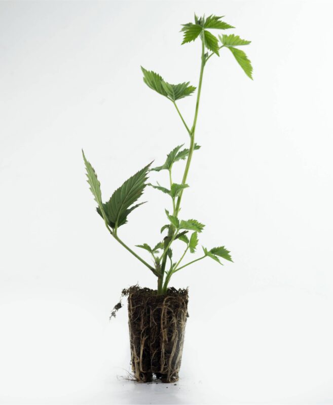 sadnice kupine loch ness